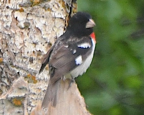 Rose-breasted Grosbeak - ML621831422