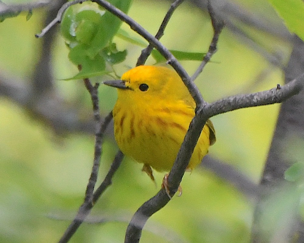 Yellow Warbler - ML621831469