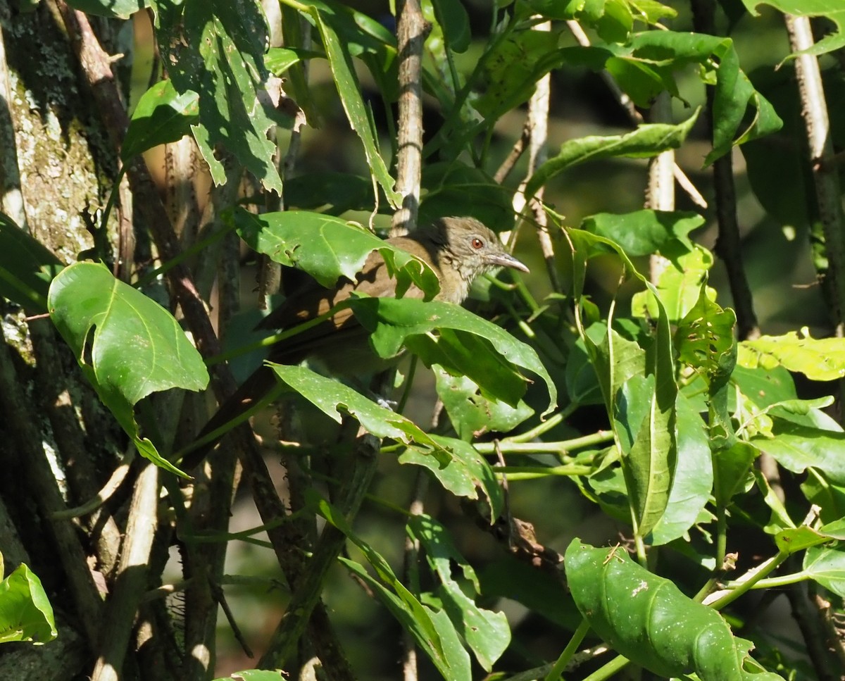 Bulbul de Toro - ML621831522