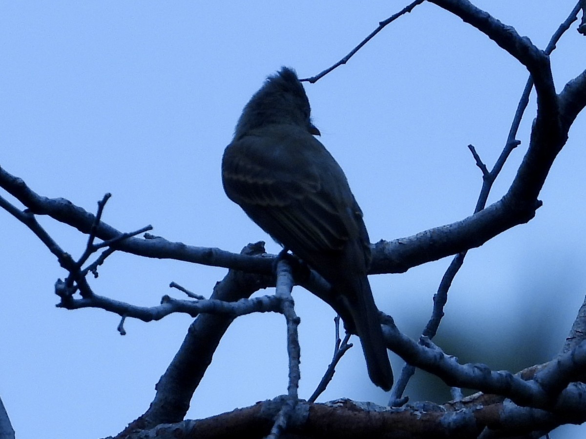 Greater Pewee - ML621831535