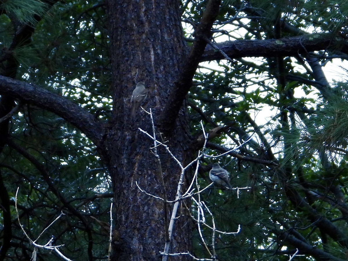 Western Wood-Pewee - ML621831540