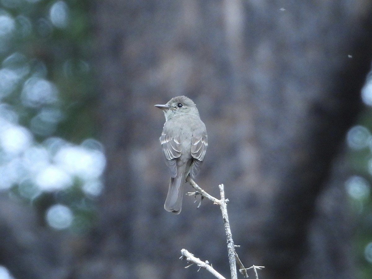 Western Wood-Pewee - ML621831541