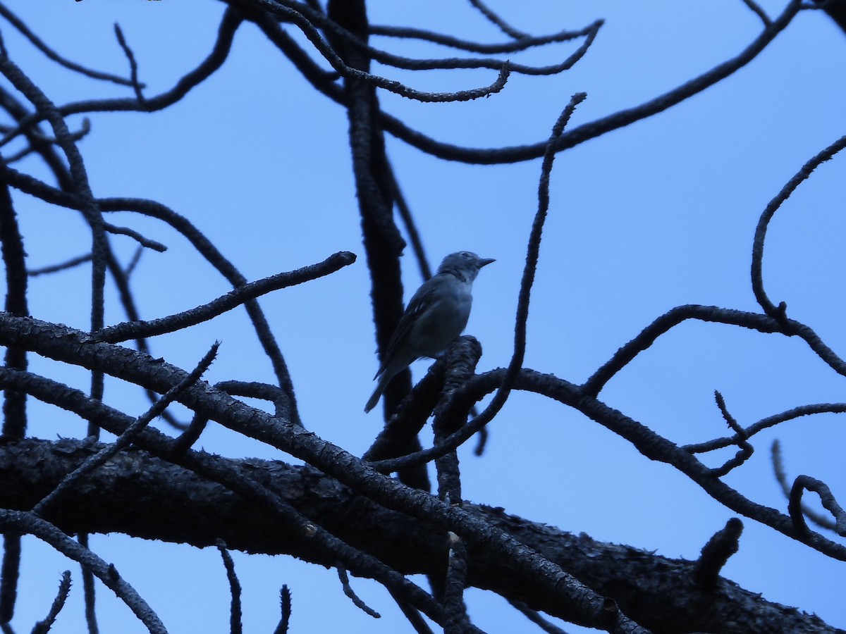 Plumbeous Vireo - ML621831546