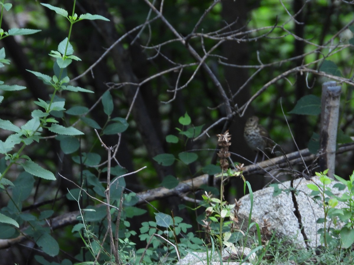 Hermit Thrush - ML621831552