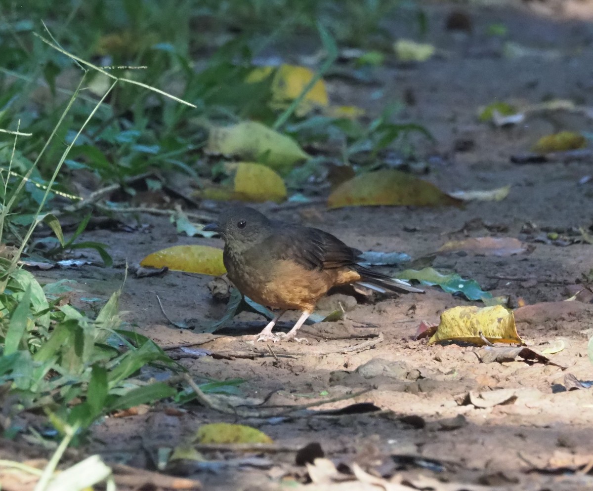 White-tailed Ant-Thrush - ML621831556