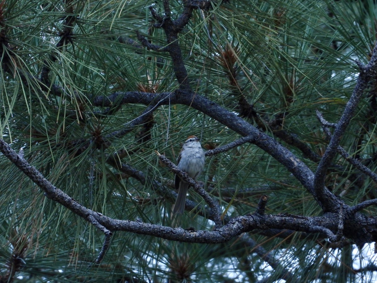 Chipping Sparrow - ML621831557