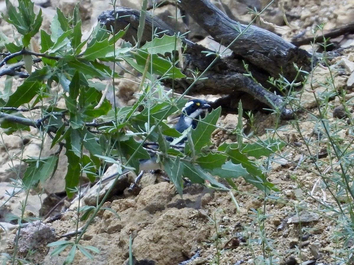 Black-throated Gray Warbler - ML621831572