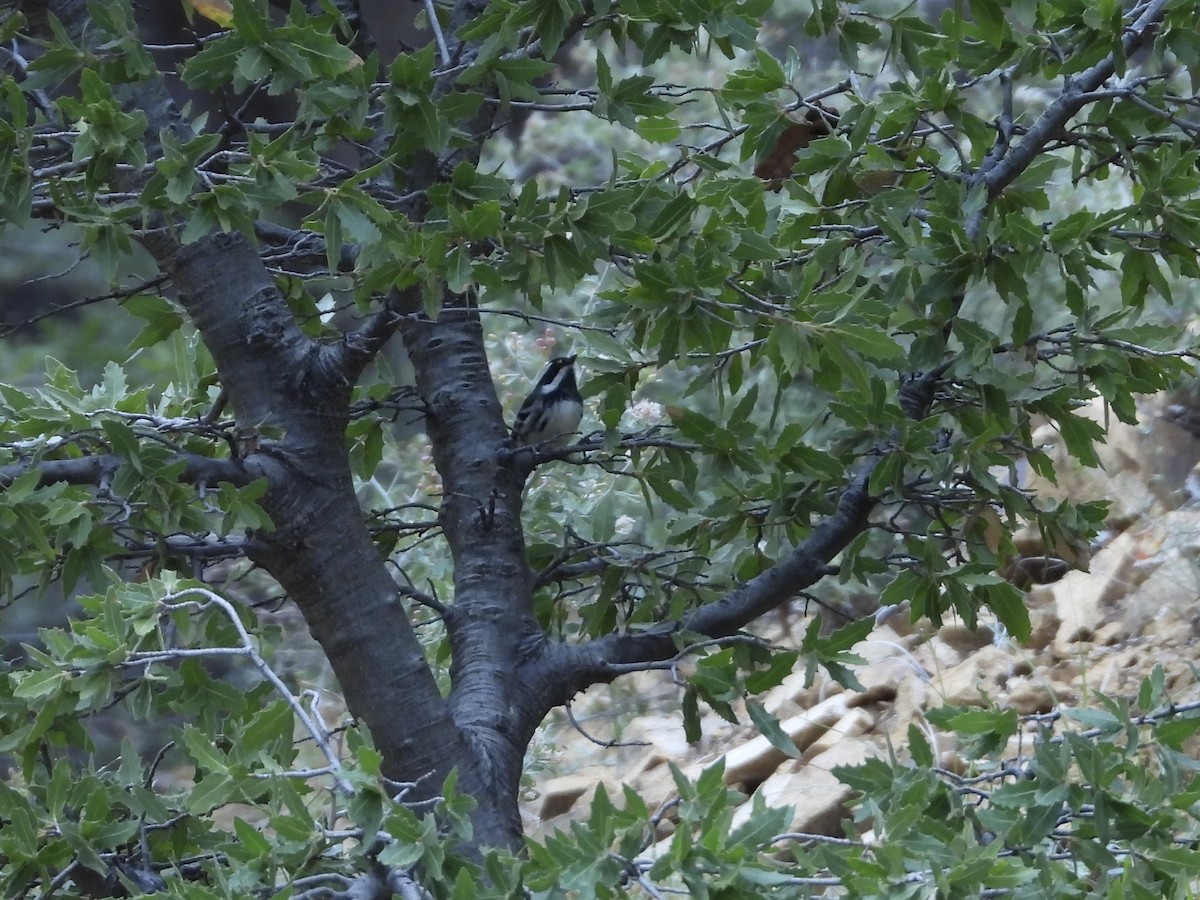 Black-throated Gray Warbler - Kathy Burba