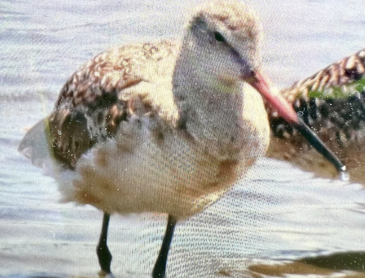 Marbled Godwit - ML621831598