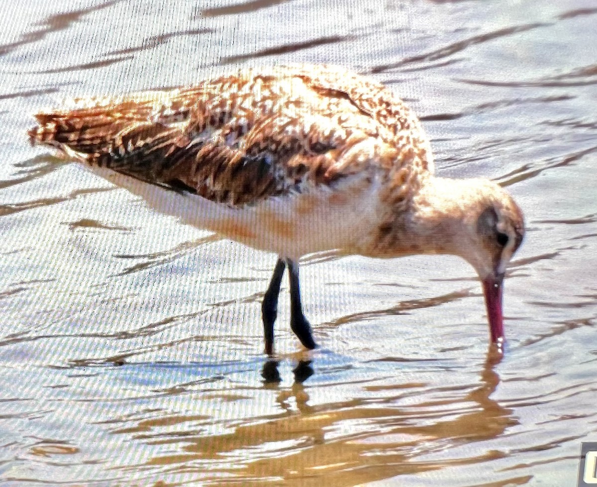 Marbled Godwit - ML621831599