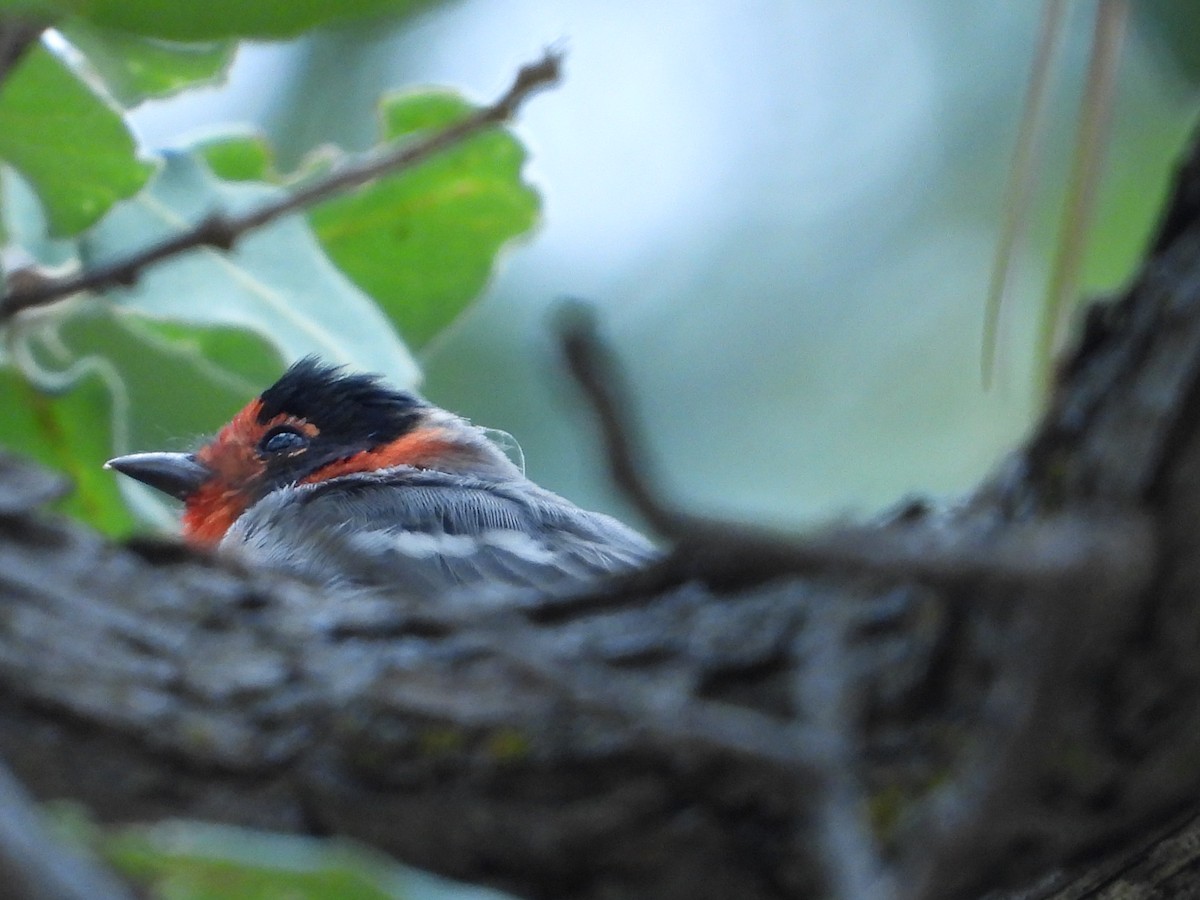 Red-faced Warbler - ML621831602