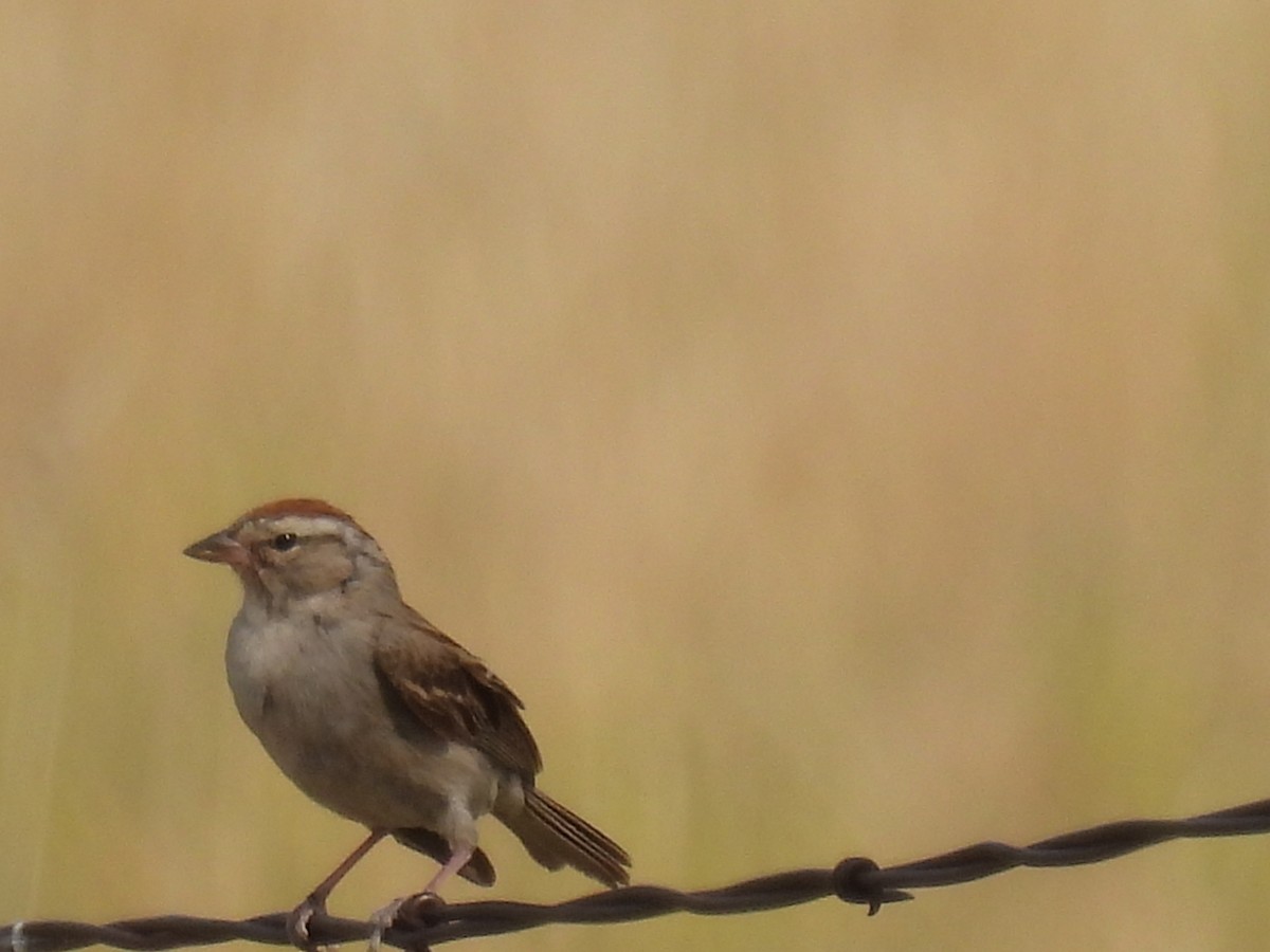 Chipping Sparrow - ML621831618