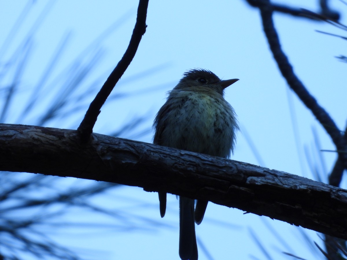 Western Flycatcher - ML621831682