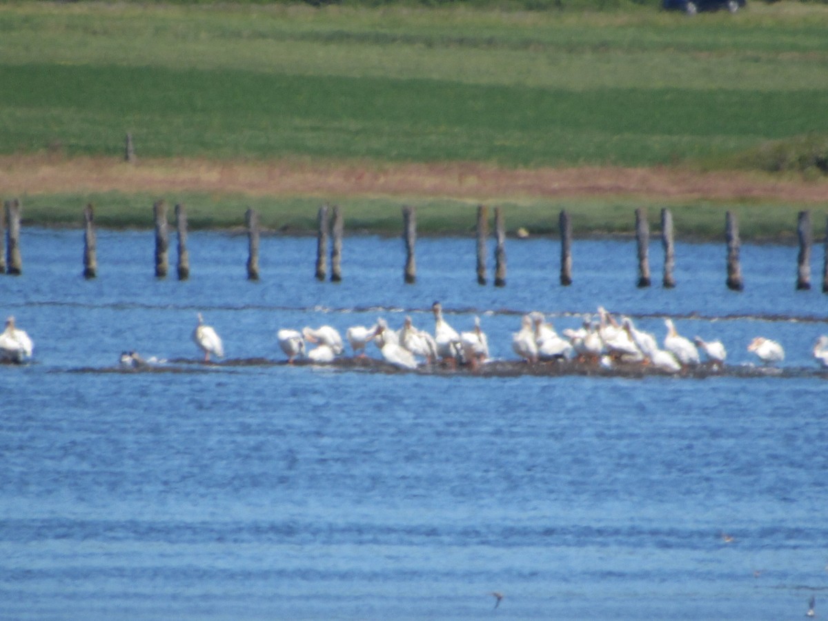 American White Pelican - ML621831685