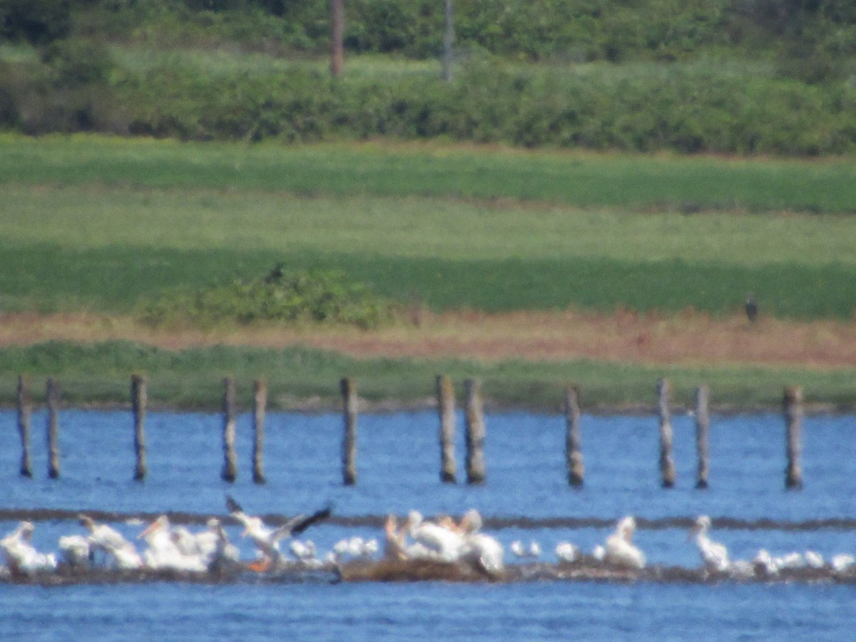 American White Pelican - ML621831686