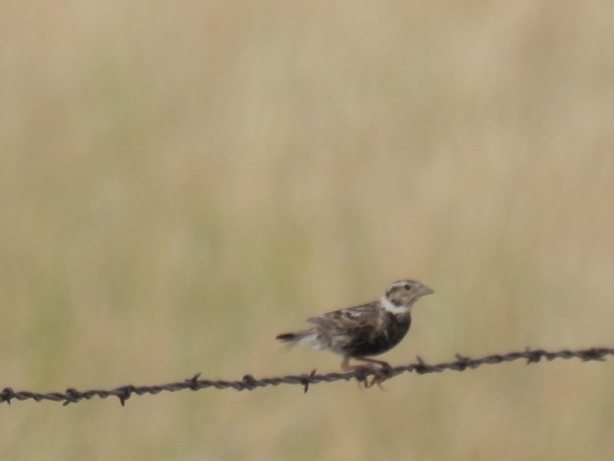 Chestnut-collared Longspur - ML621831759