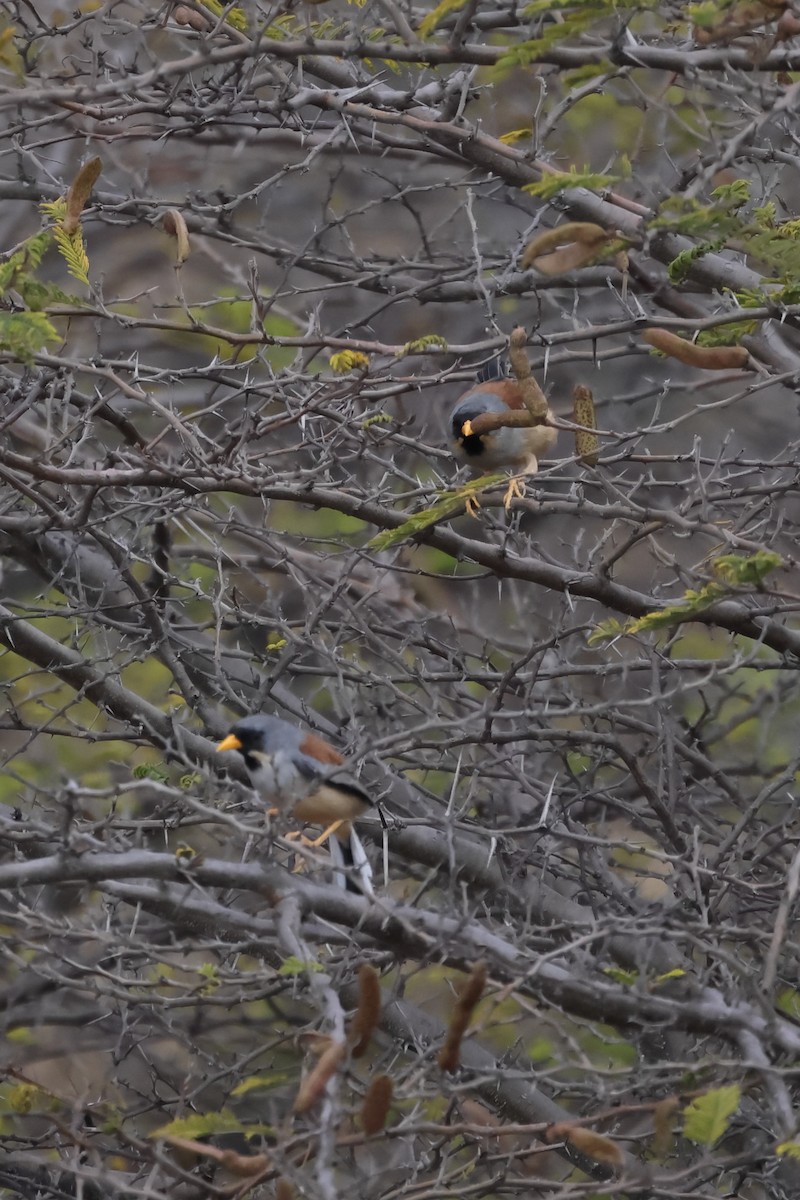 Buff-bridled Inca-Finch - ML621831792