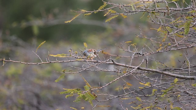 Buff-bridled Inca-Finch - ML621831795