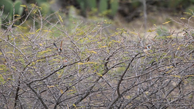 Buff-bridled Inca-Finch - ML621831797