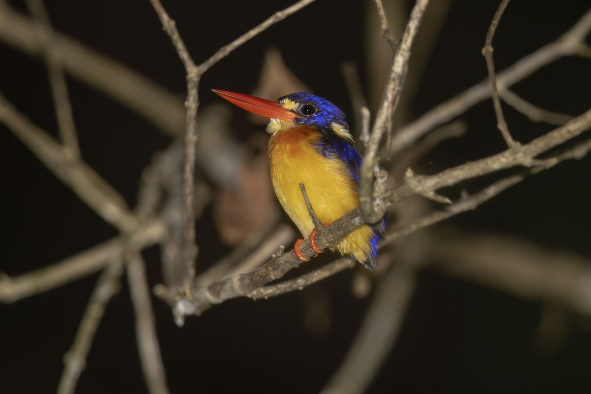 Moluccan Dwarf-Kingfisher - ML621831811