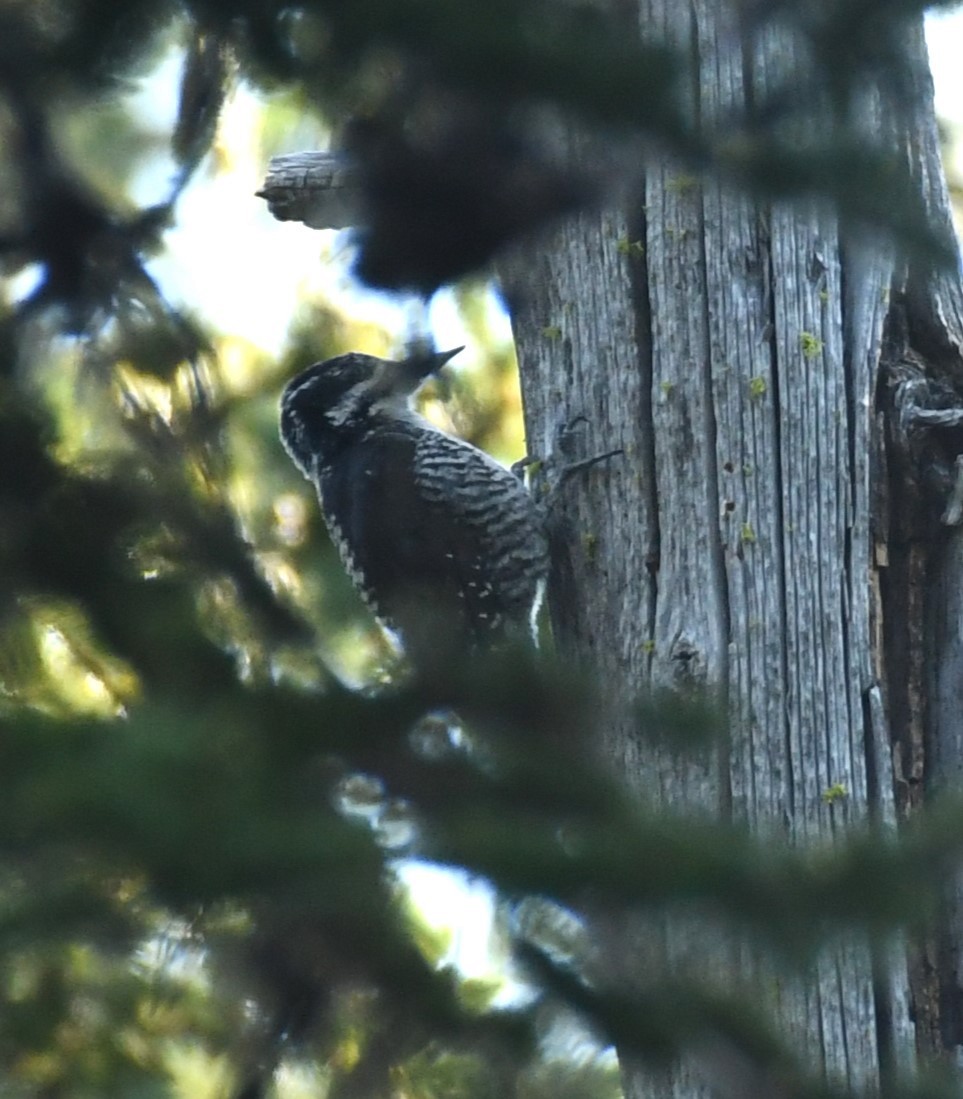 American Three-toed Woodpecker - ML621831835