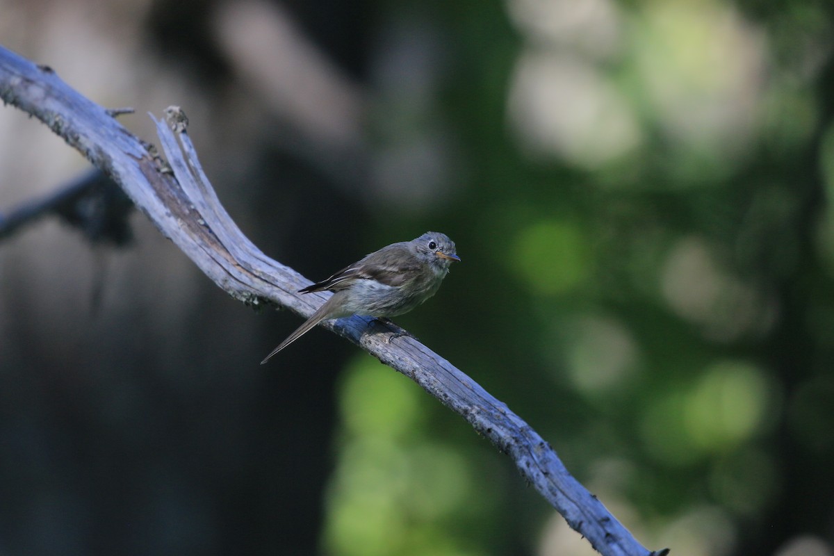 Hammond's/Dusky Flycatcher - mark lundgren