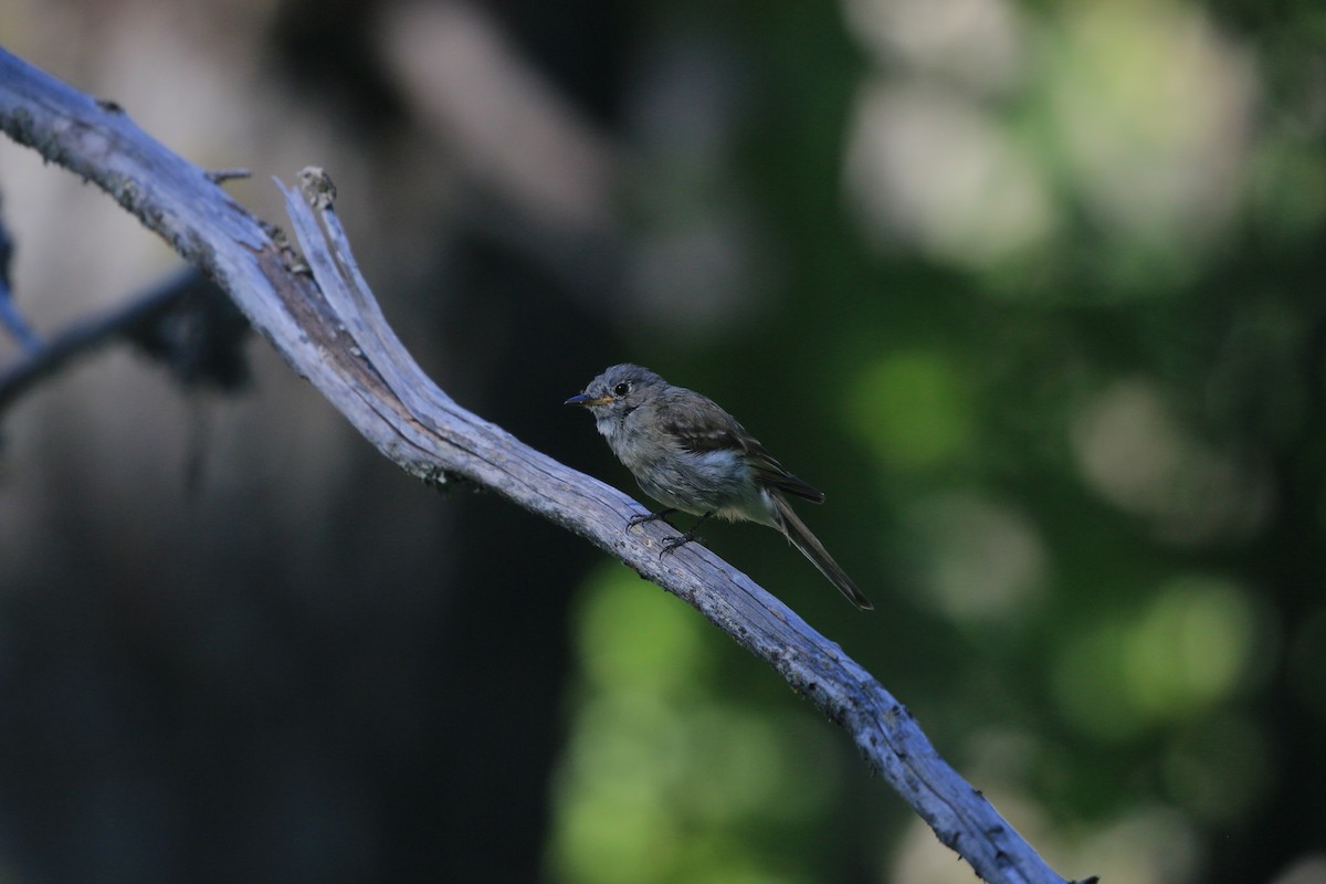 Hammond's/Dusky Flycatcher - ML621831852