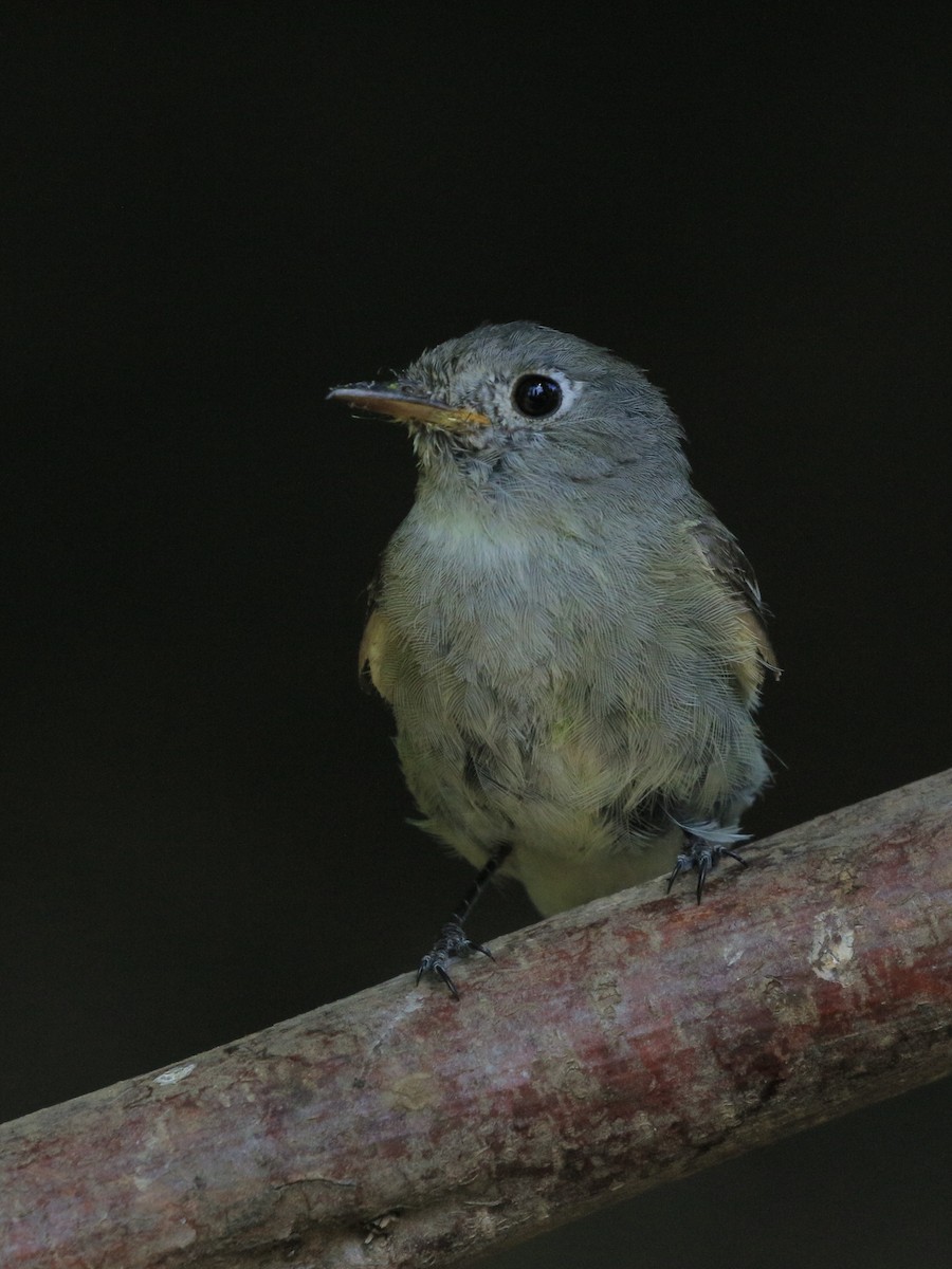 Hammond's/Dusky Flycatcher - ML621831917