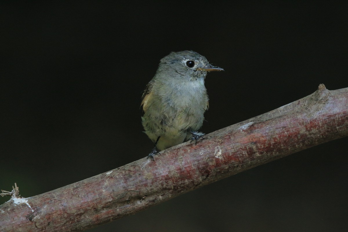 Hammond's/Dusky Flycatcher - ML621831919