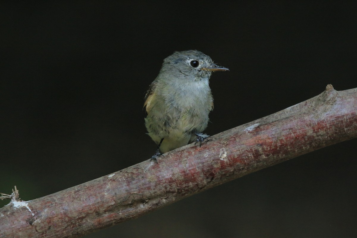 Hammond's/Dusky Flycatcher - ML621831923