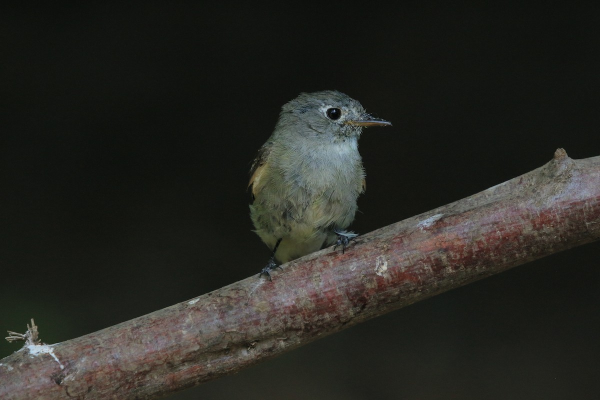 Hammond's/Dusky Flycatcher - ML621831928