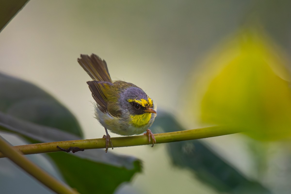 Black-faced Warbler - ML621831949