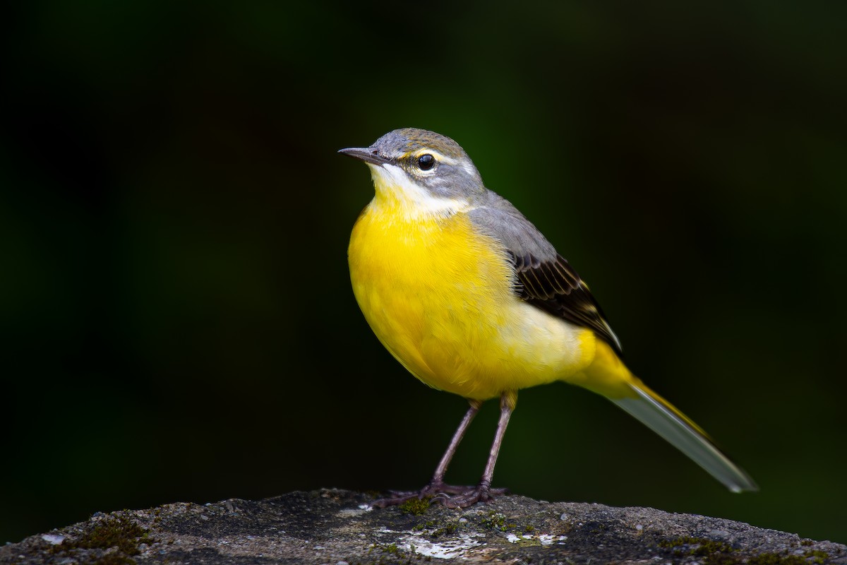 Gray Wagtail - ML621831970