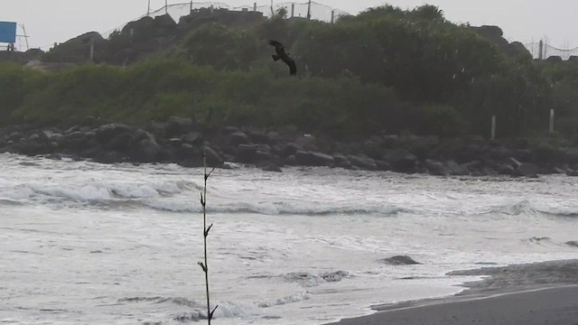 Brahminy Kite - ML621831971