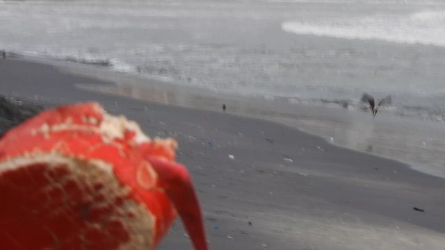 Brahminy Kite - ML621831973