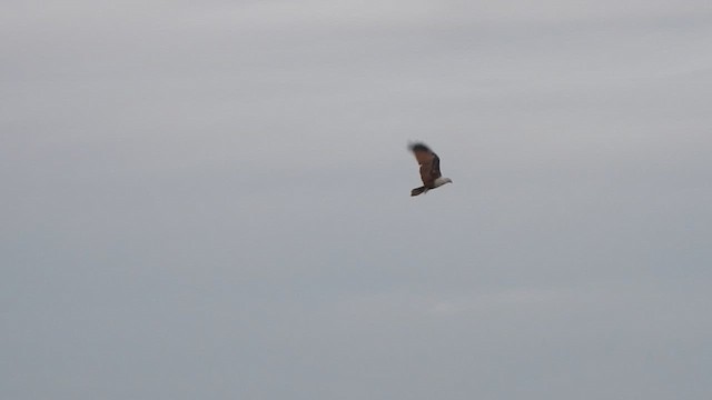 Brahminy Kite - ML621831986
