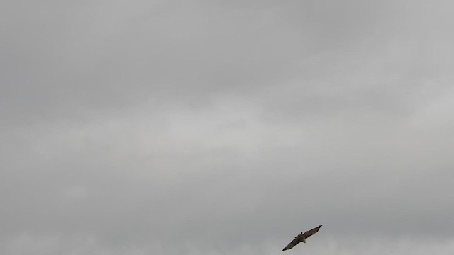 Brahminy Kite - ML621831988