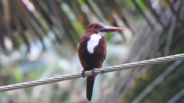 White-throated Kingfisher - ML621832005