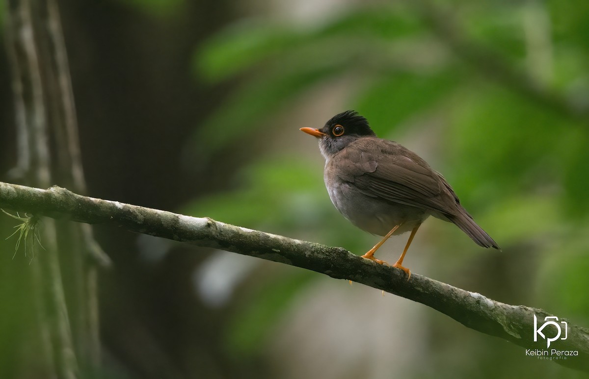 Black-headed Nightingale-Thrush - ML621832048