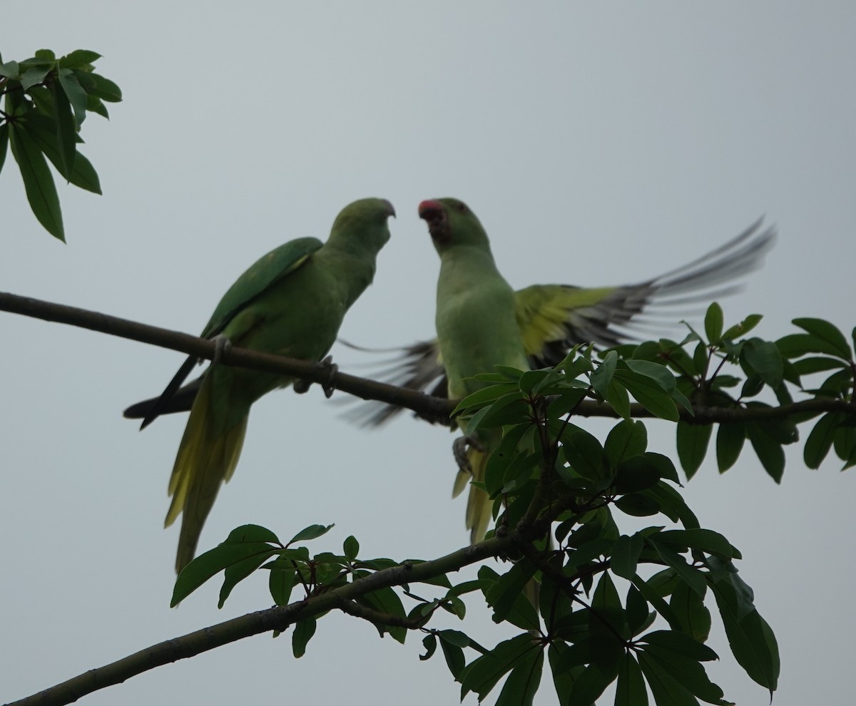 Rose-ringed Parakeet - ML621832128