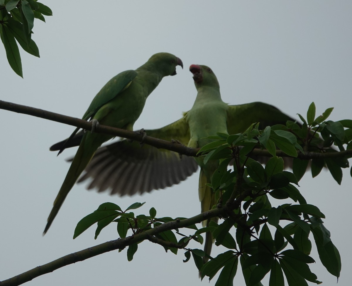 Rose-ringed Parakeet - ML621832129