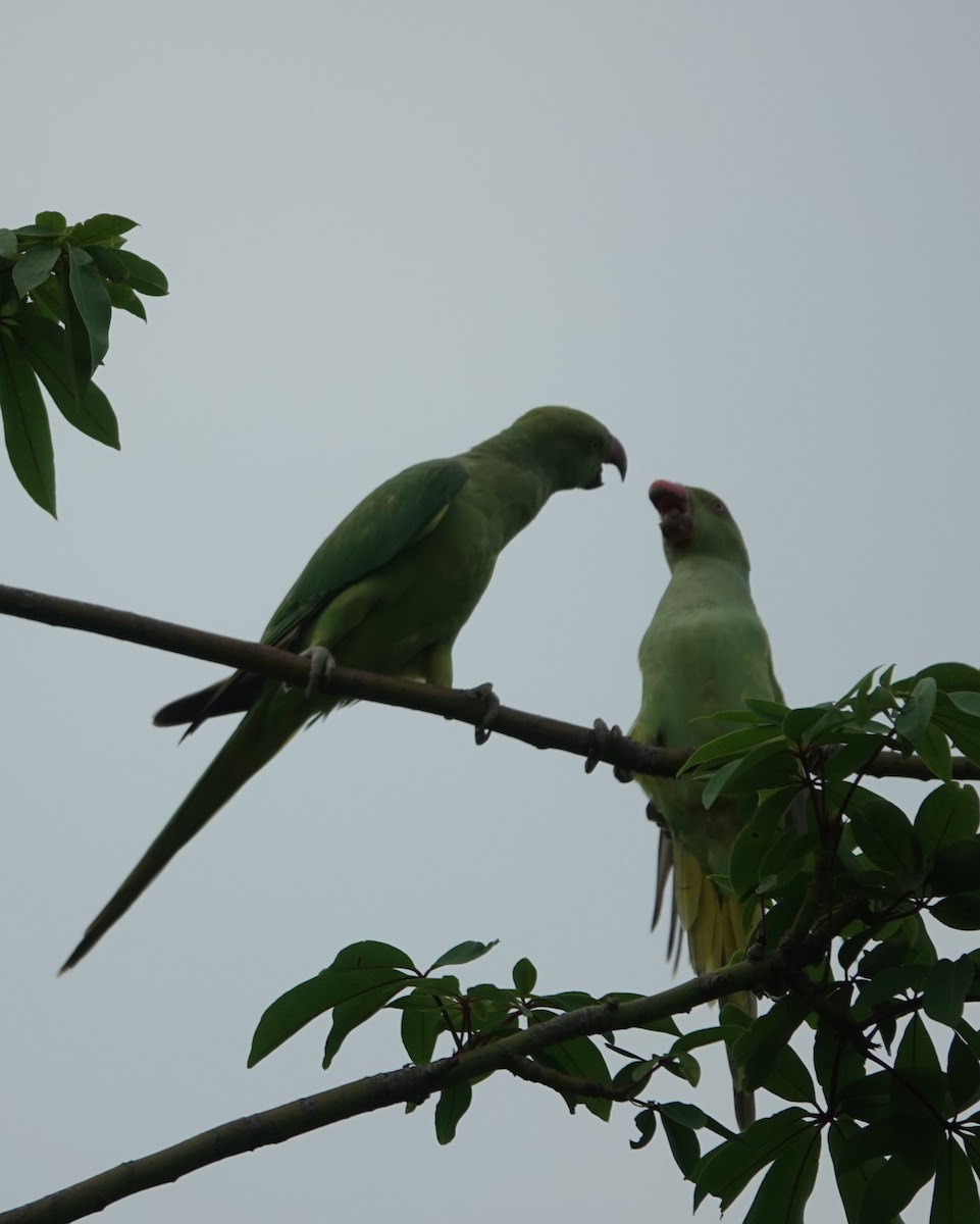 Rose-ringed Parakeet - ML621832130