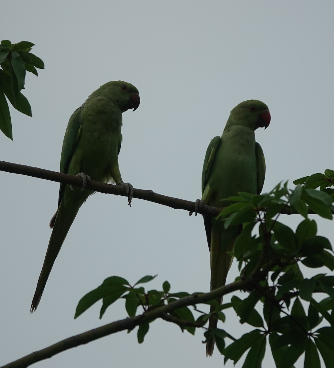 Rose-ringed Parakeet - ML621832131