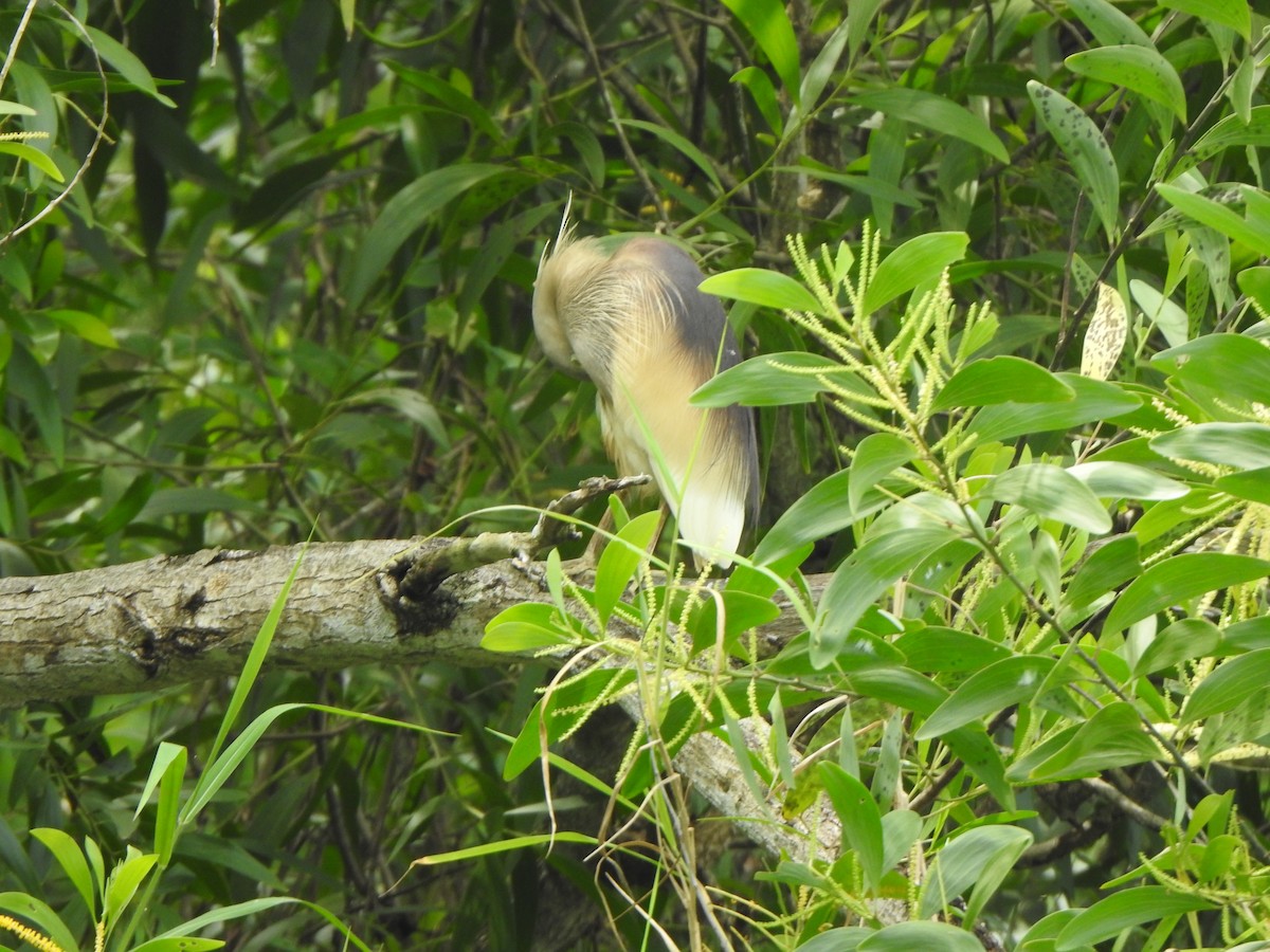 Indian Pond-Heron - ML621832216