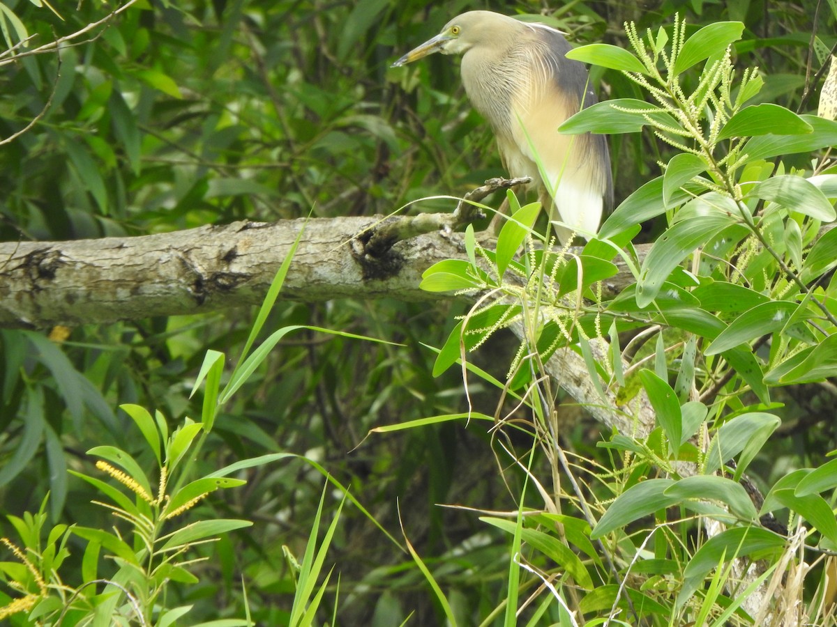 Indian Pond-Heron - ML621832217