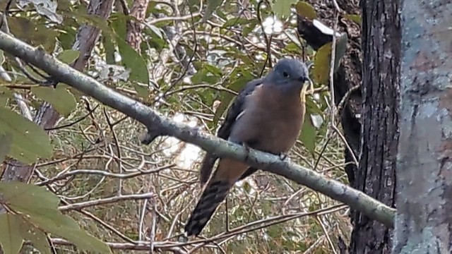 Fan-tailed Cuckoo - ML621832254