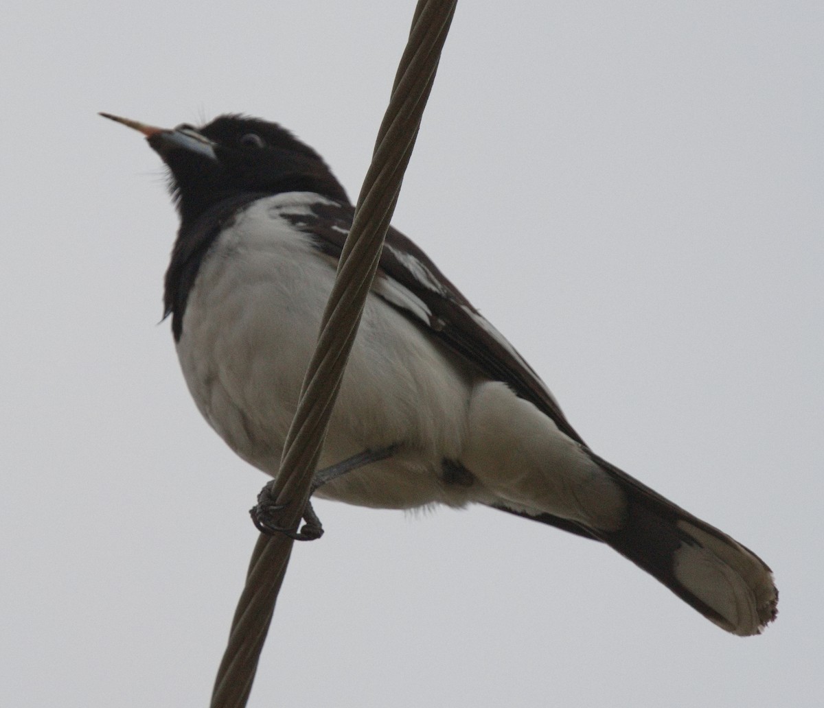 Pied Butcherbird - ML621832257