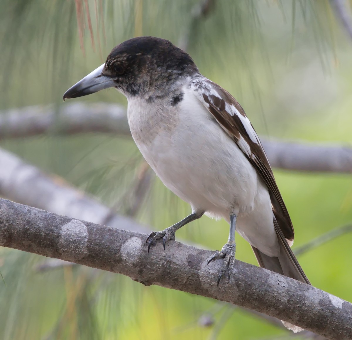 Pied Butcherbird - ML621832260