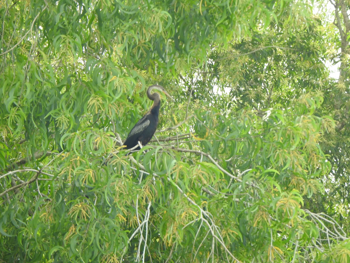 Oriental Darter - ML621832264