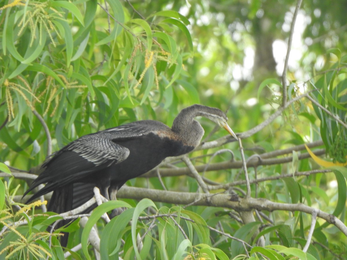 Oriental Darter - ML621832265